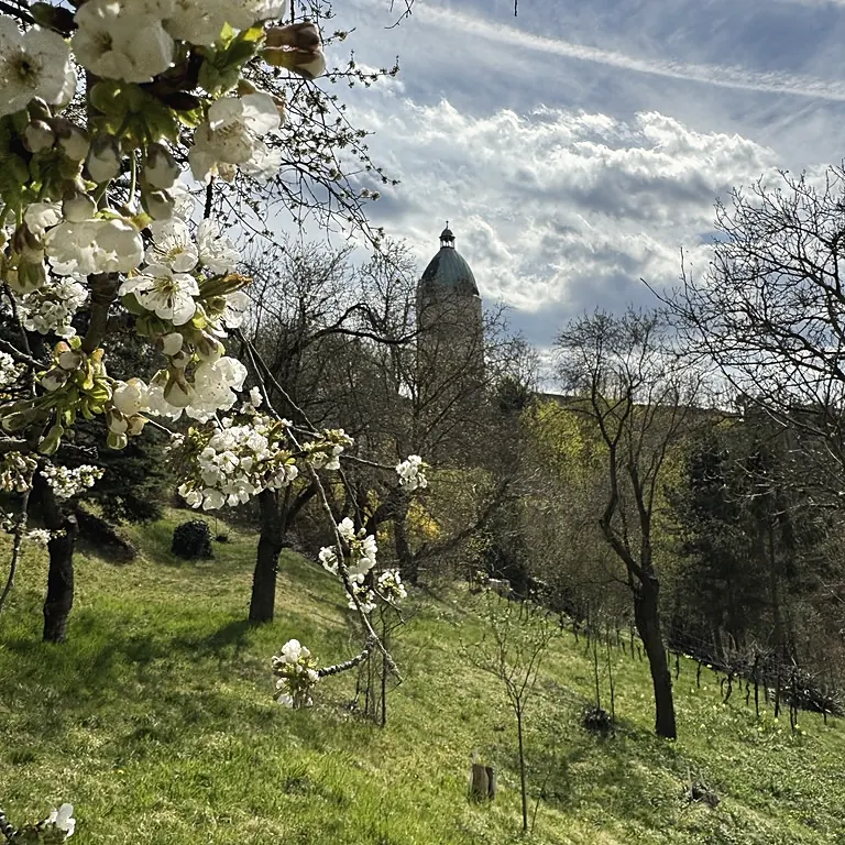 Blühender Kirschbaum auf der Streuobstwiese am Waldhaus, dahinter der Dicke Wilhelm