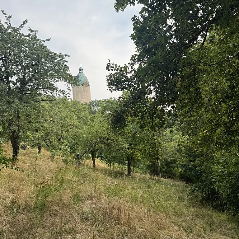 Streuobstwiese am Waldhaus im Sommer, dahinter der Dicke Wilhelm