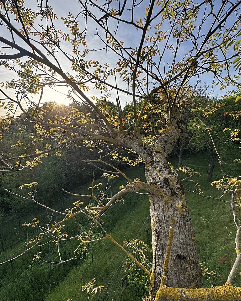 Alter Baum mit frischem Laub im Gegenlicht am Hang, Mai