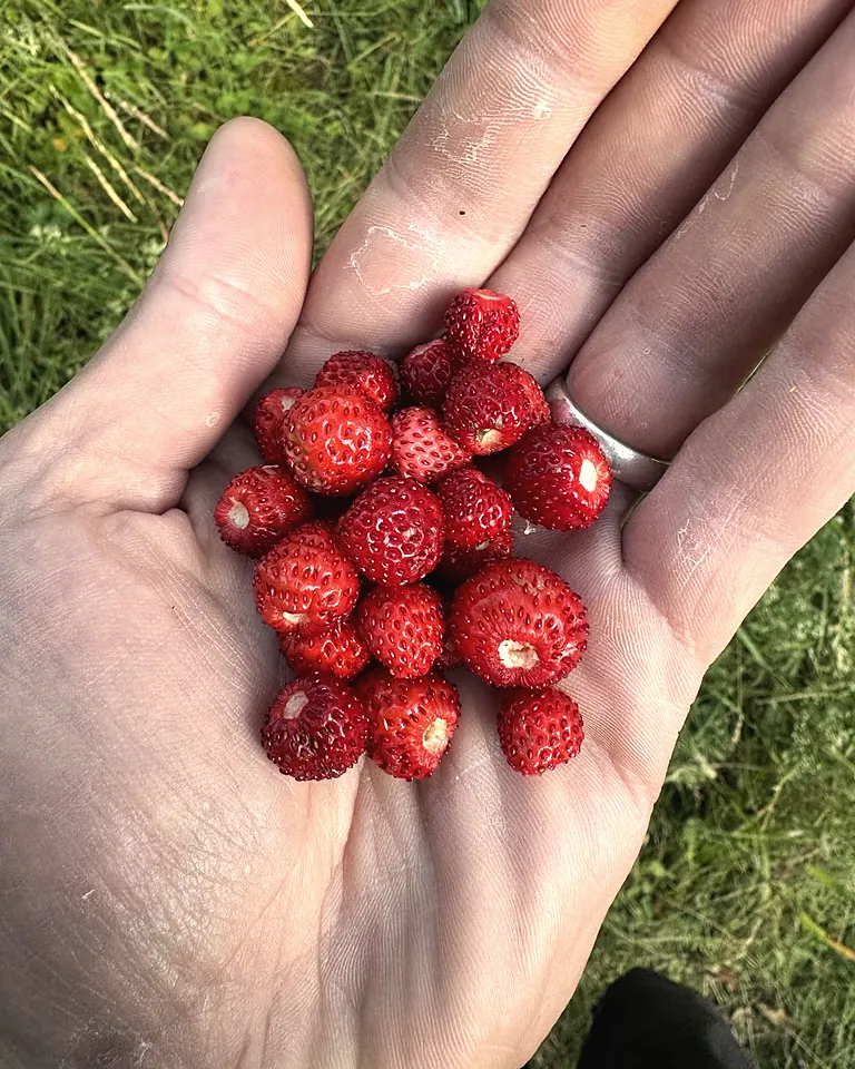 Eine Handvoll Walderdbeeren, gesammelt im Juni