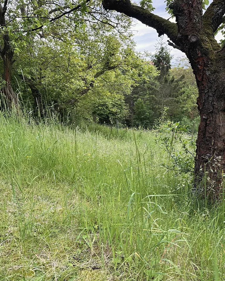 Alter Kirschbaum am Rand einer hohen Frühlingswiese