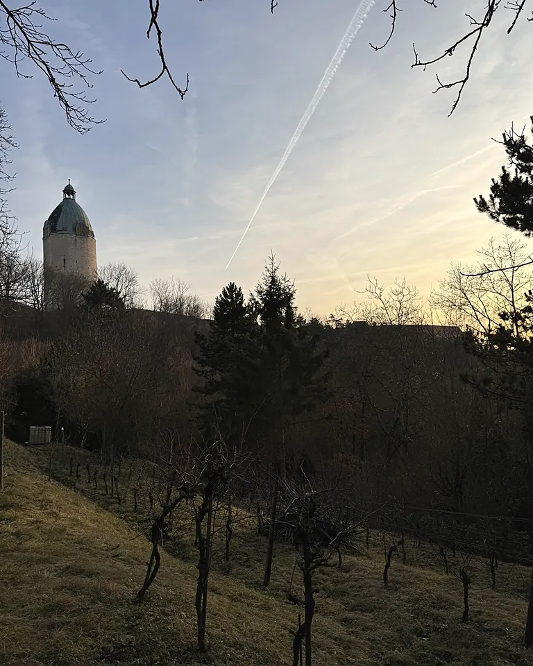 Kahle Rebzeilen am Hang im Januar, darüber der Dicke Wilhelm im Abendlicht
