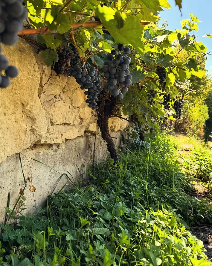 Blaue Trauben an der Kalksteinmauer in der Einfahrt zum Waldhaus, August