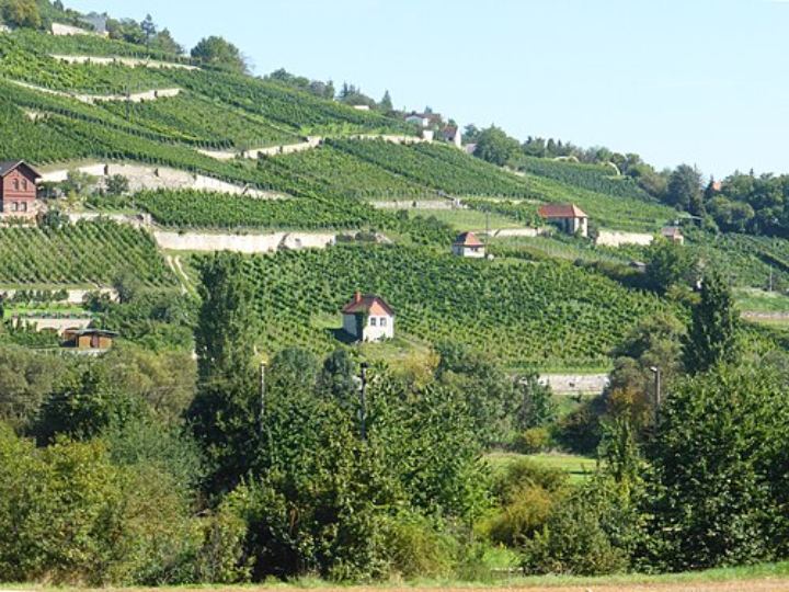 Winzervereinigung Freyburg-Unstrut