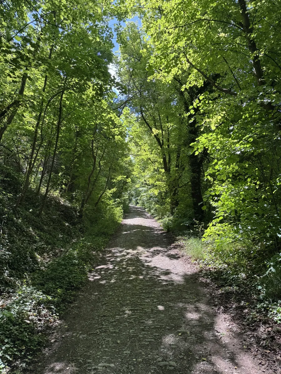 Ein schmaler Weg unter dichtem grünem Blätterdach