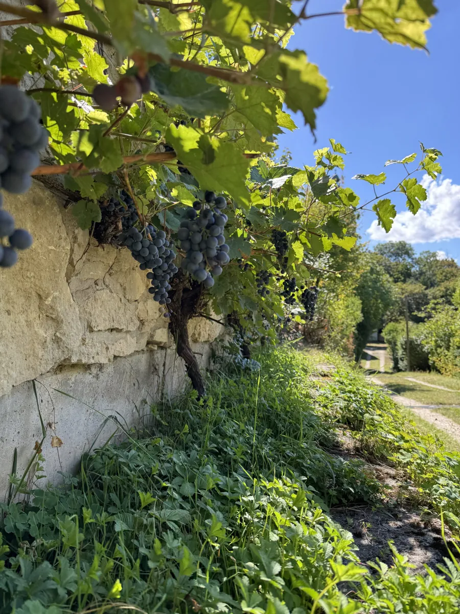 Dunkle Weintrauben an einer Natursteinmauer am Waldhaus